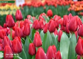 Tulipa Renegade ® (3)